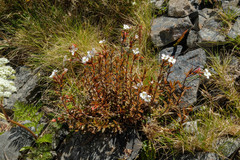 Epilobium glabellum