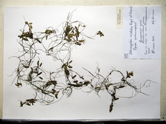 Potamogeton cristatus