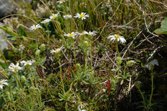 Celmisia walkeri