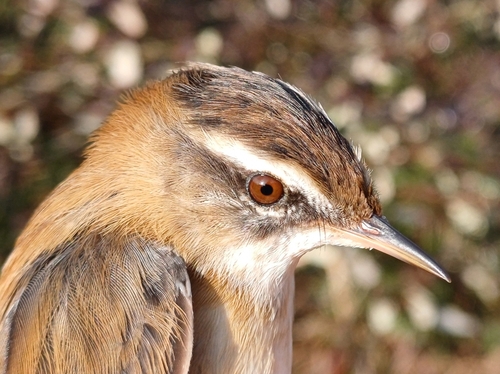 Moustached Warbler, 35020 Codevigo PD, Italia, photo 4 of 10