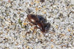 Akephorus marinus