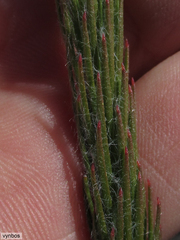 Sorocephalus lanatus