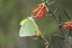 Aphrissa statira statira