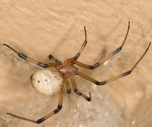 Brown Widow photo 3