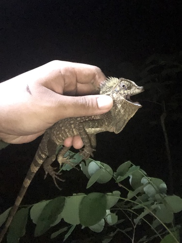 Gonocephalus chamaeleontinus