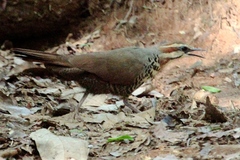 Mesitornis variegatus