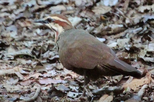 White-breasted Mesite