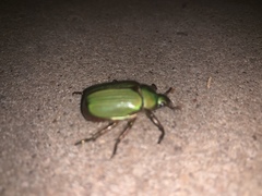 Chrysina lecontei