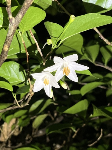 Foto de Estoraque-japonês