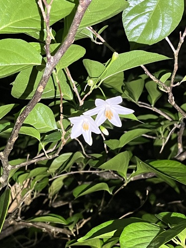 Foto de Estoraque-japonês