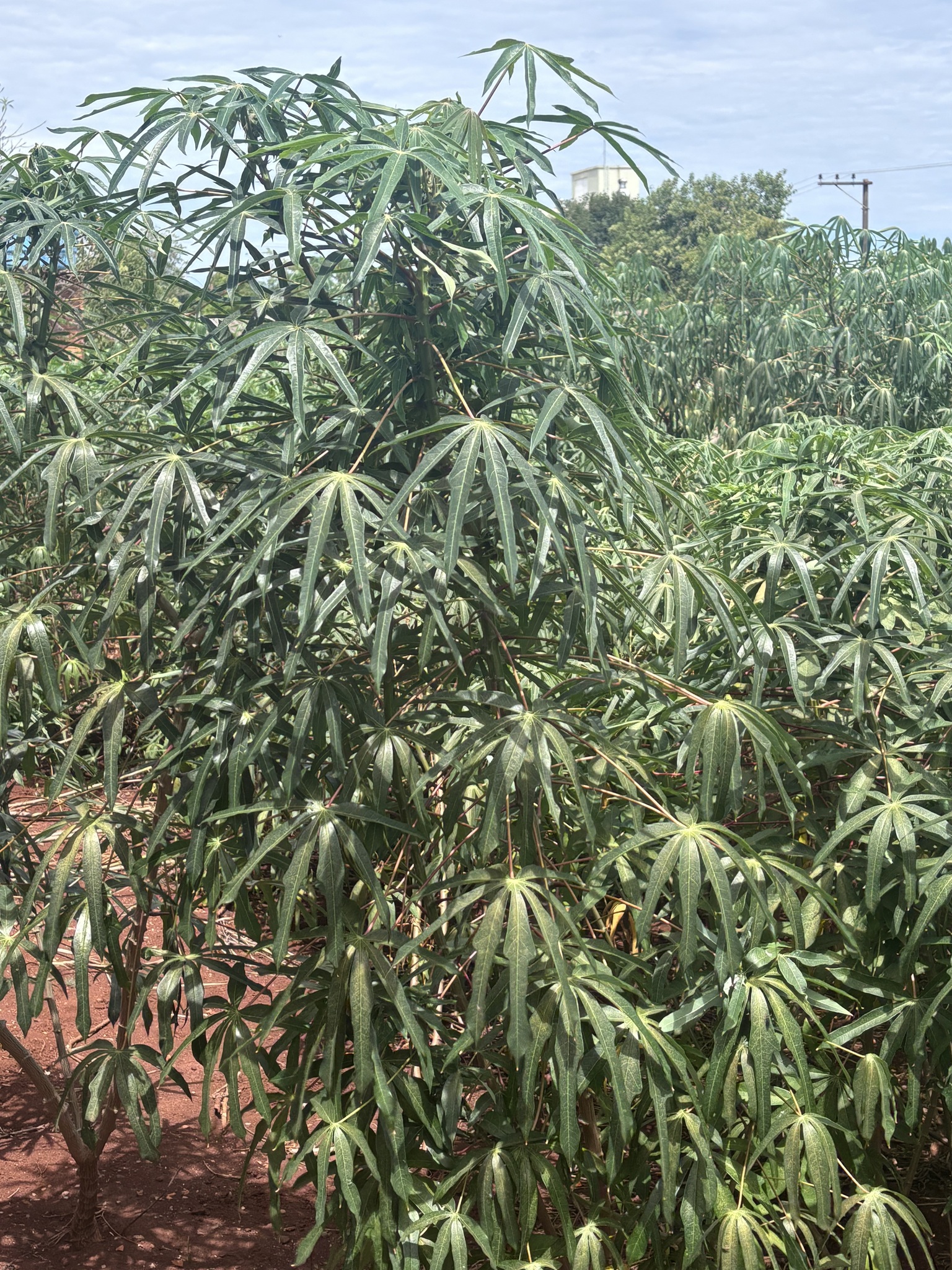 Manihot esculenta