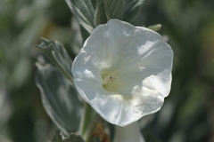 Ipomoea ciervensis
