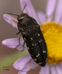 Acmaeodera knowltoni