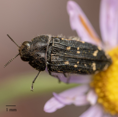 Acmaeodera knowltoni