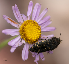 Acmaeodera knowltoni