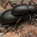 Coelocnemis punctata - Photo no rights reserved, uploaded by Jesse Rorabaugh