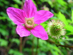 Rubus spectabilis spectabilis