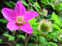 Rubus spectabilis spectabilis
