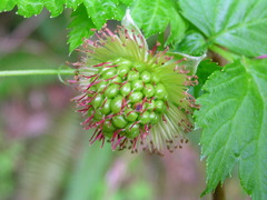 Rubus spectabilis spectabilis
