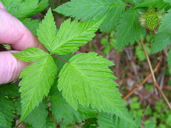 Rubus spectabilis spectabilis