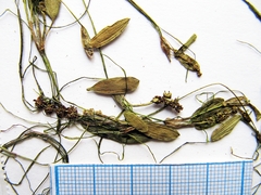 Potamogeton cristatus