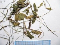 Potamogeton cristatus