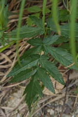 Heracleum austriacum