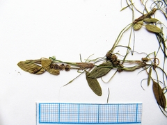 Potamogeton cristatus