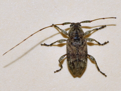 Eleothinus abstrusus