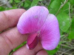 Lathyrus grandiflorus