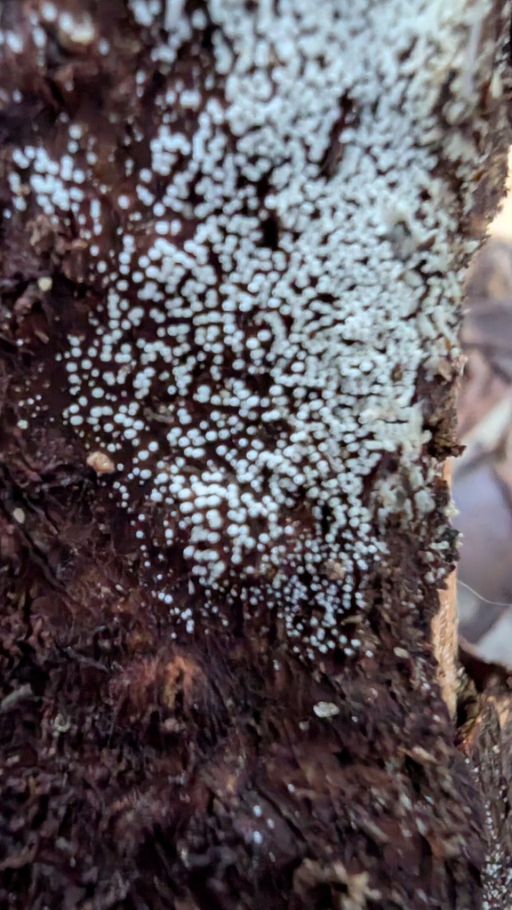 Henningsomyces candidus · February 2025 · photo: © atsushi_nakajima_cirque (iNaturalist, cc-by)