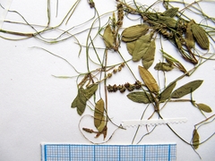 Potamogeton cristatus