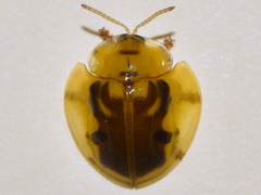 Eurypepla brevilineata