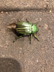 Chrysina gloriosa