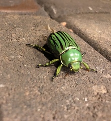 Chrysina gloriosa