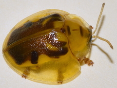 Eurypepla brevilineata