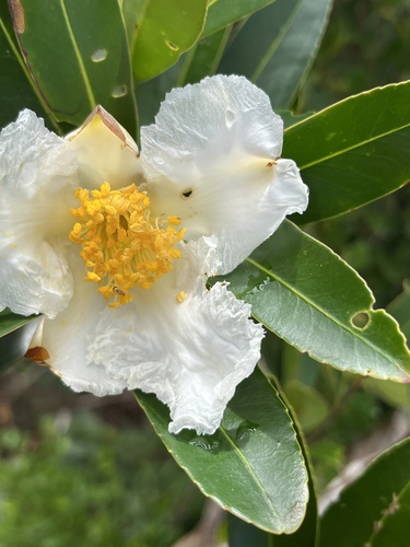 Polyspora axillaris