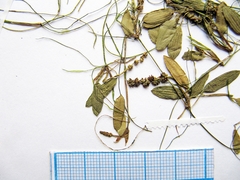 Potamogeton cristatus