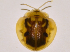 Eurypepla brevilineata