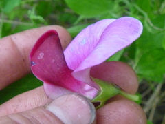 Lathyrus grandiflorus