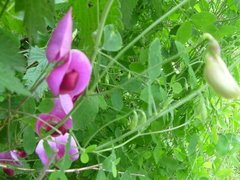 Lathyrus grandiflorus