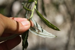 Salix eleagnos
