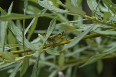 Salix eleagnos