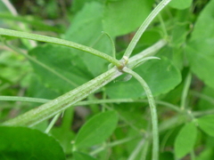 Lathyrus grandiflorus