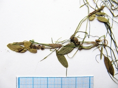 Potamogeton cristatus