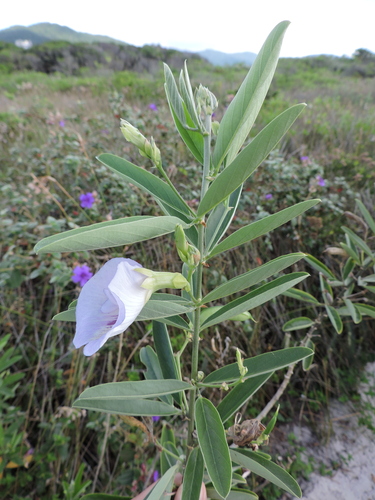 Image of Clitoria laurifolia by (c) Fabrício Mil Homens Riella, some rights reserved (CC BY)