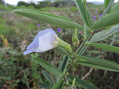 Image of Clitoria laurifolia by (c) Fabrício Mil Homens Riella, some rights reserved (CC BY)
