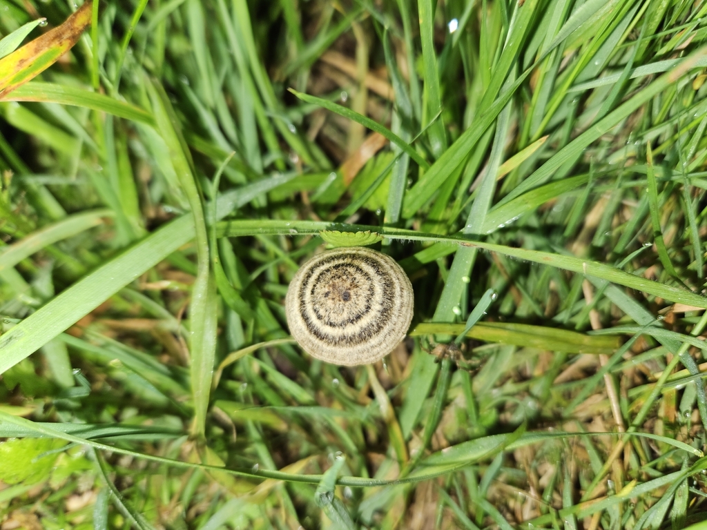 Entoloma perzonatum · February 2025 · photo: © tyler_mcbeth (iNaturalist, cc-by-nc)