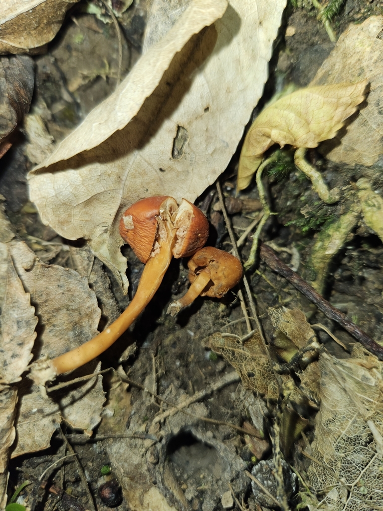 Macrocystidia reducta · February 2025 · photo: © tyler_mcbeth (iNaturalist, cc-by-nc)