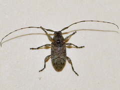 Eleothinus abstrusus
